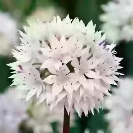 Graceful